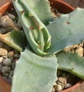 Agave sobria habit