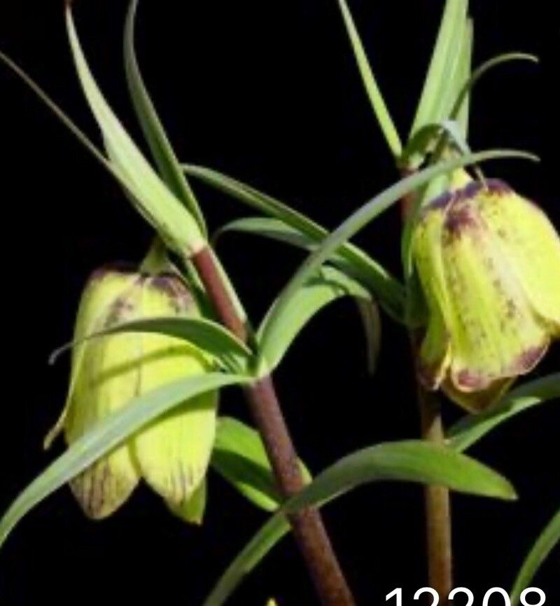 Fritillaria taipaiensis — houseplant care guide