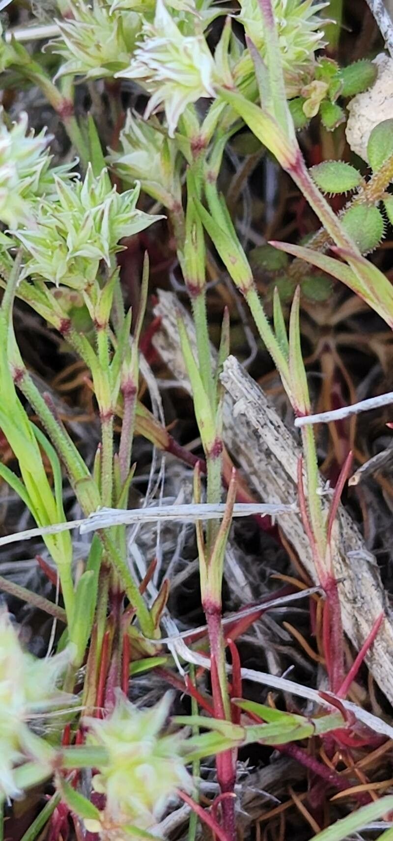 Scleranthus orientalis bark