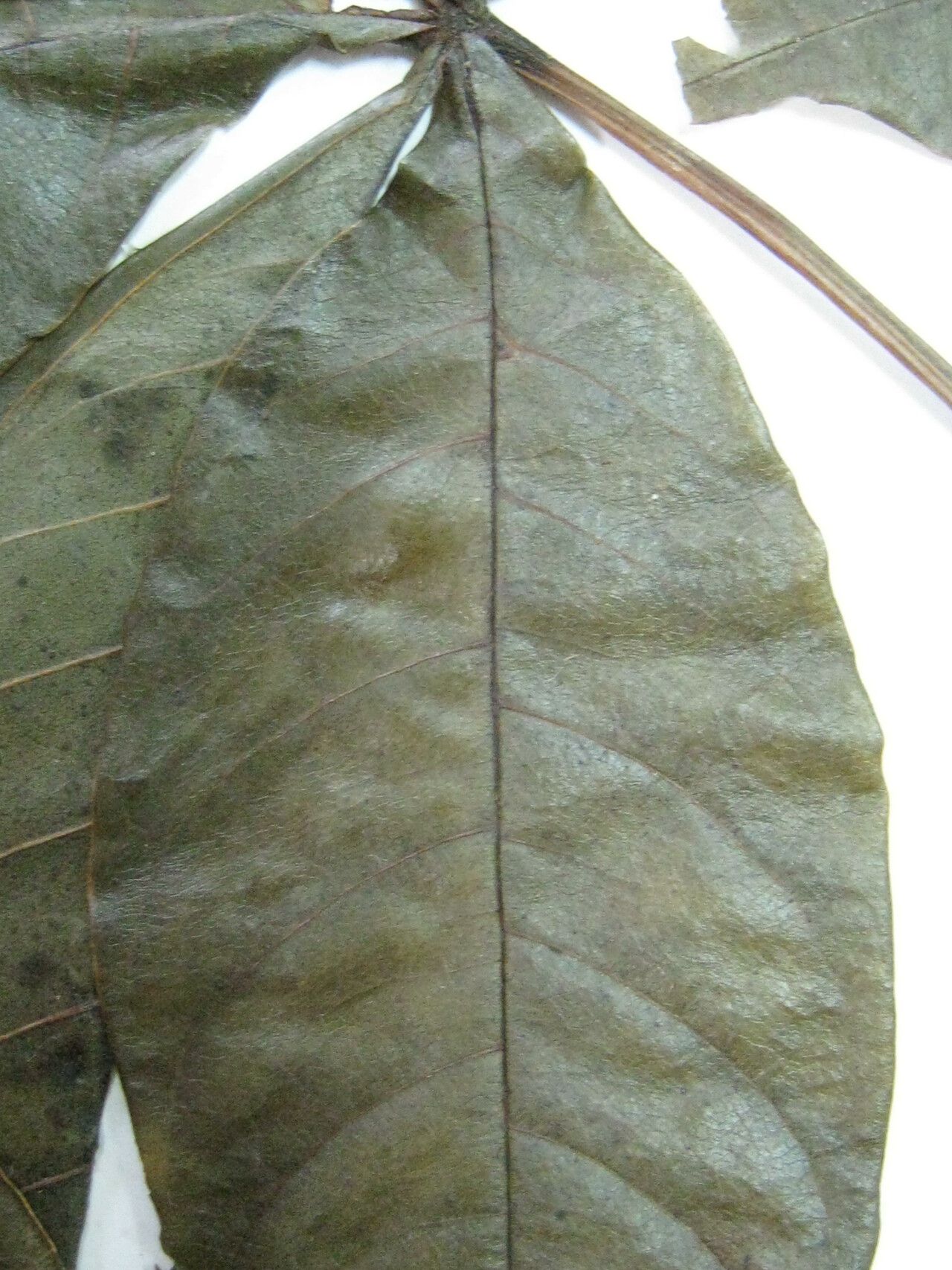 Cochlospermum orinocense — related species from the same genus