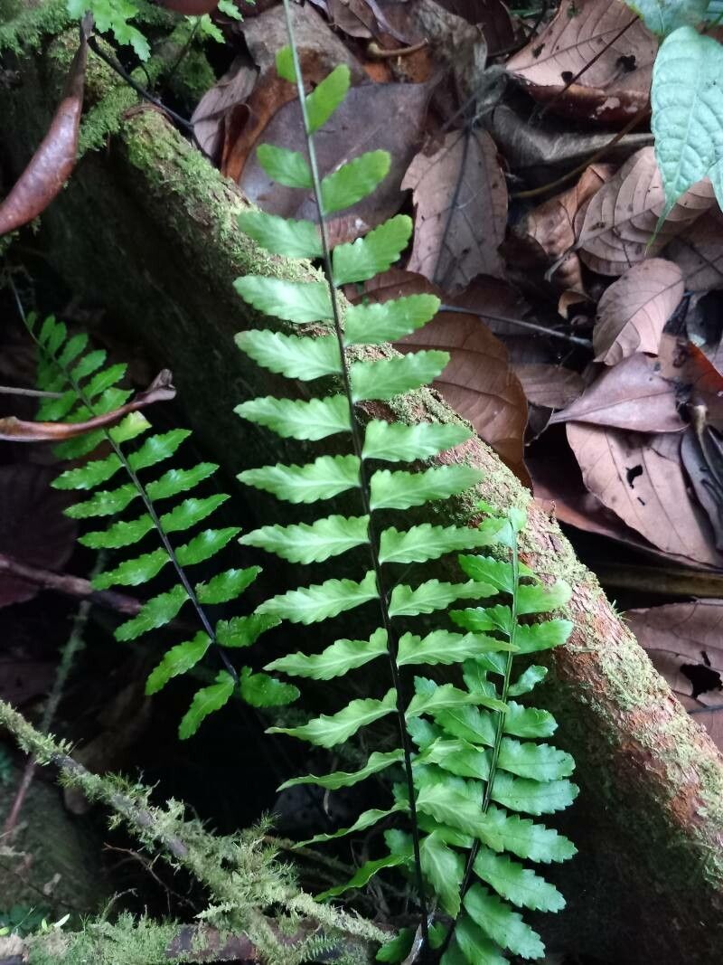 Asplenium cirrhatum leaf