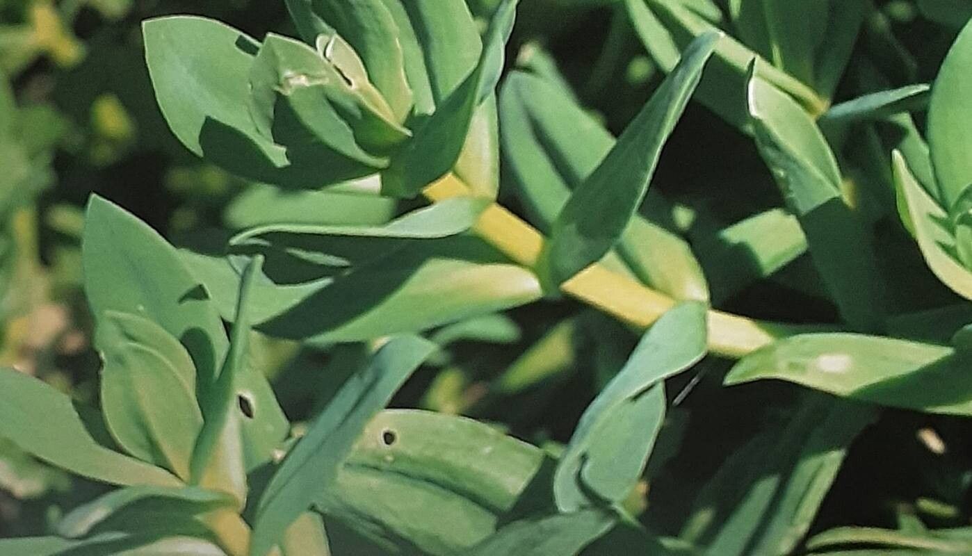 Mesembryanthemum vanrensburgii — search result for 'Mesembryanthemum'