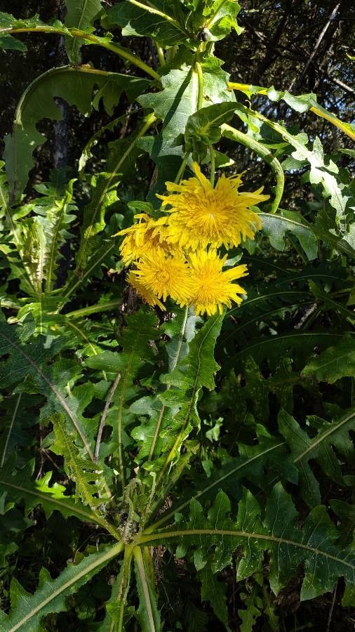 Sonchus canariensis flower