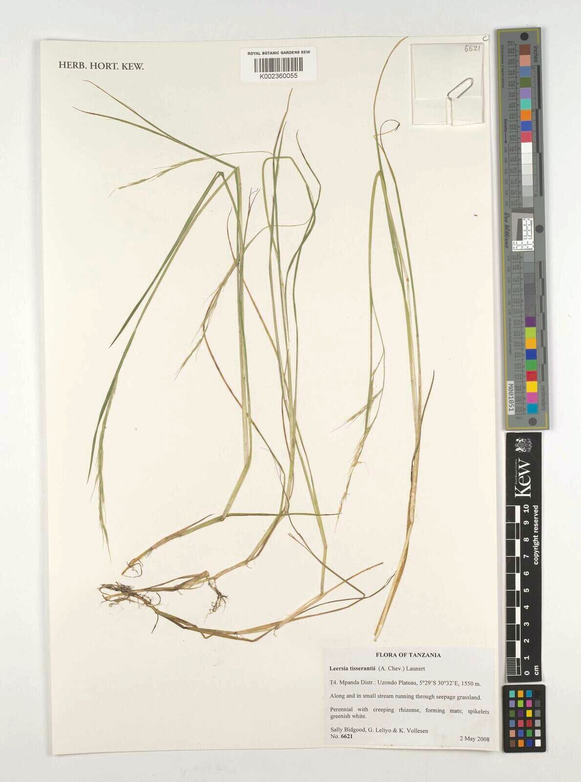 Leersia tisserantii — search result for 'Leersia'