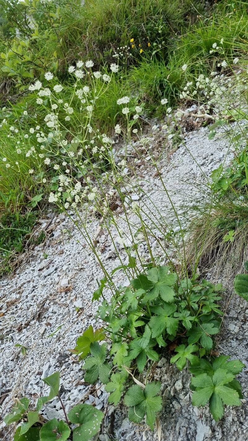Astrantia carniolica habit