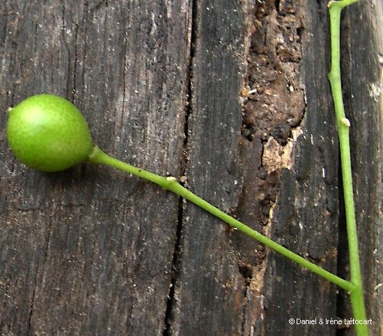 Zanthoxylum pancheri fruit