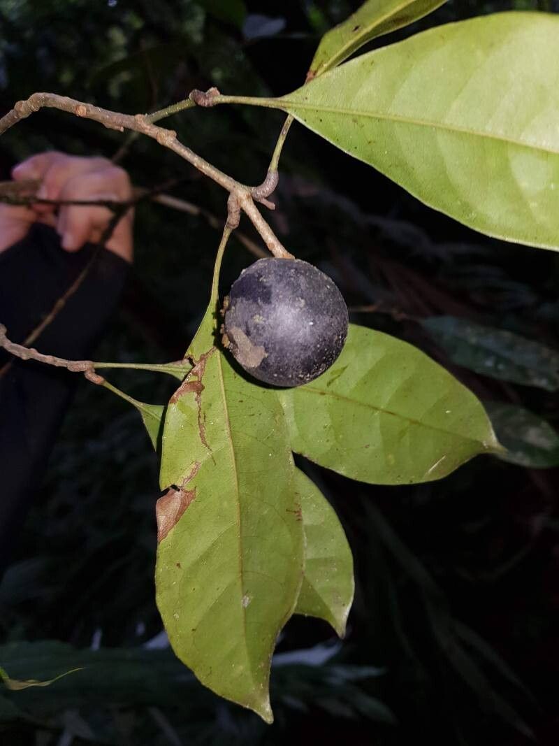 Meliosma grandiflora flower