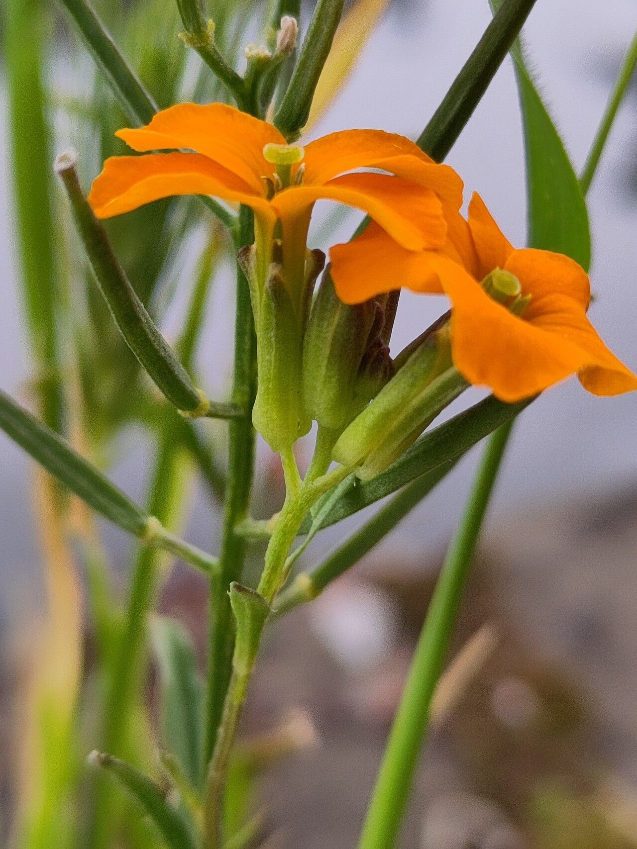 Erysimum × marshallii flower