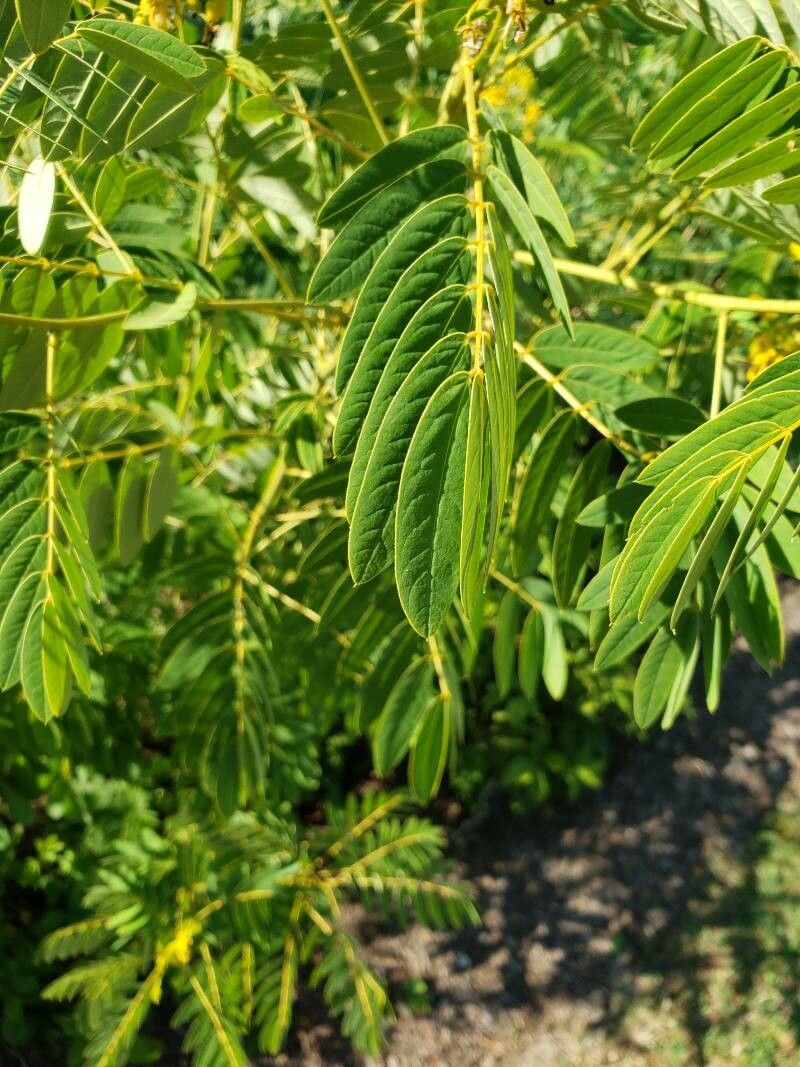 Senna hebecarpa