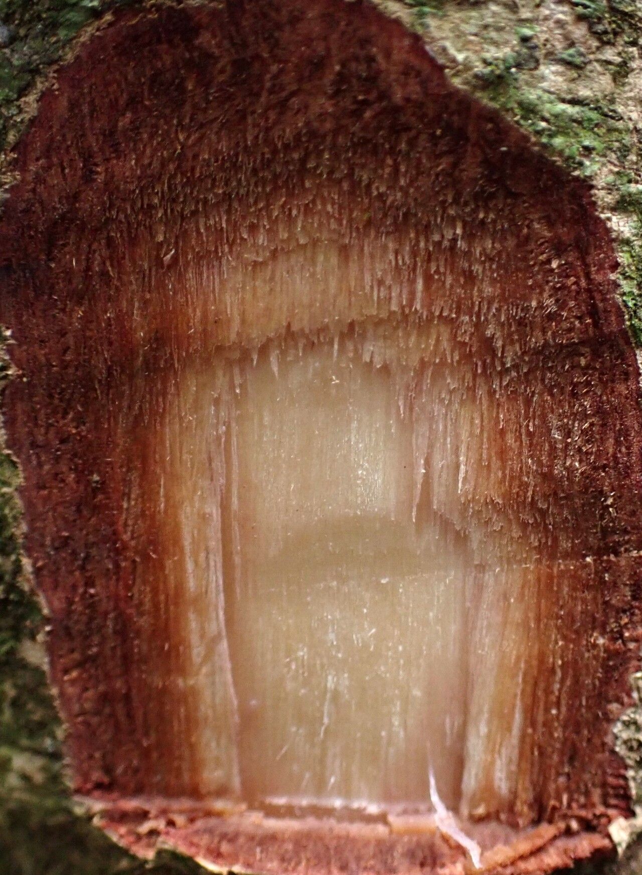 Syzygium rowlandii — houseplant care guide