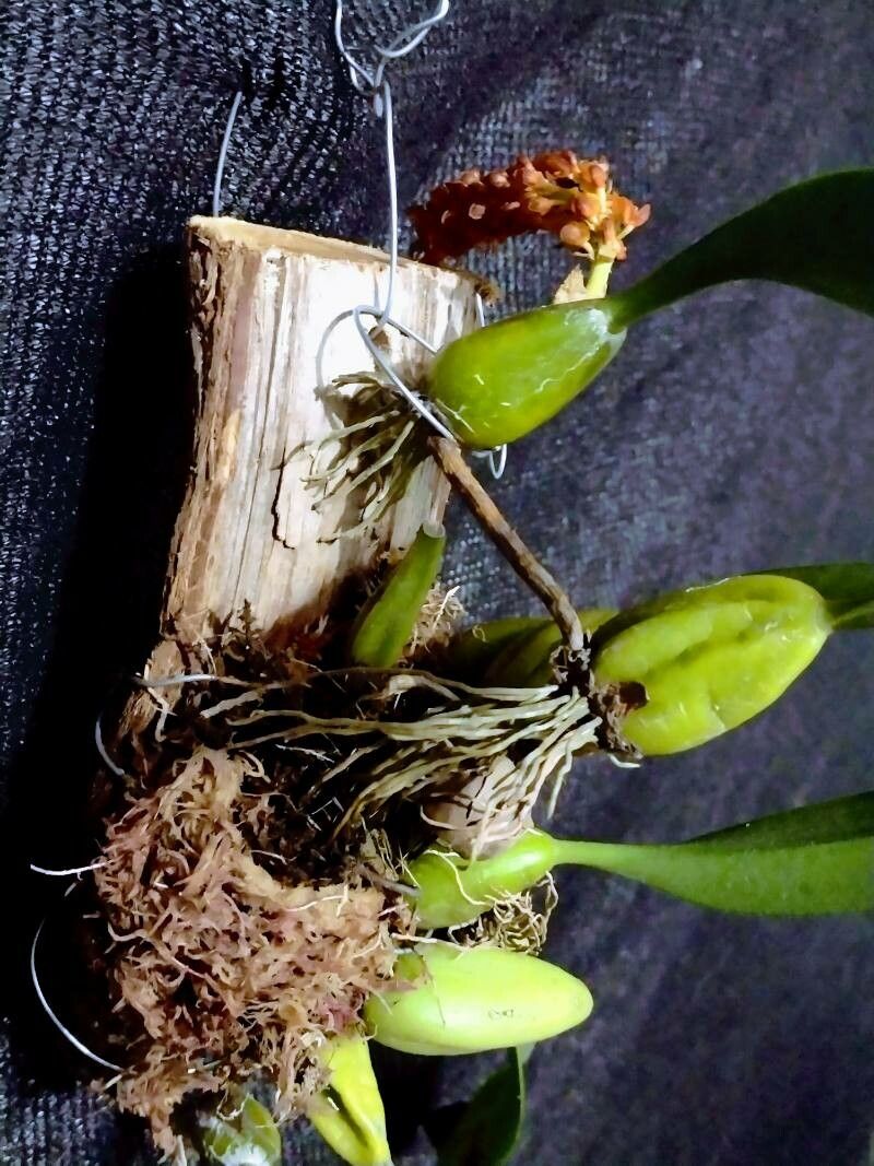 Bulbophyllum crassipes bark