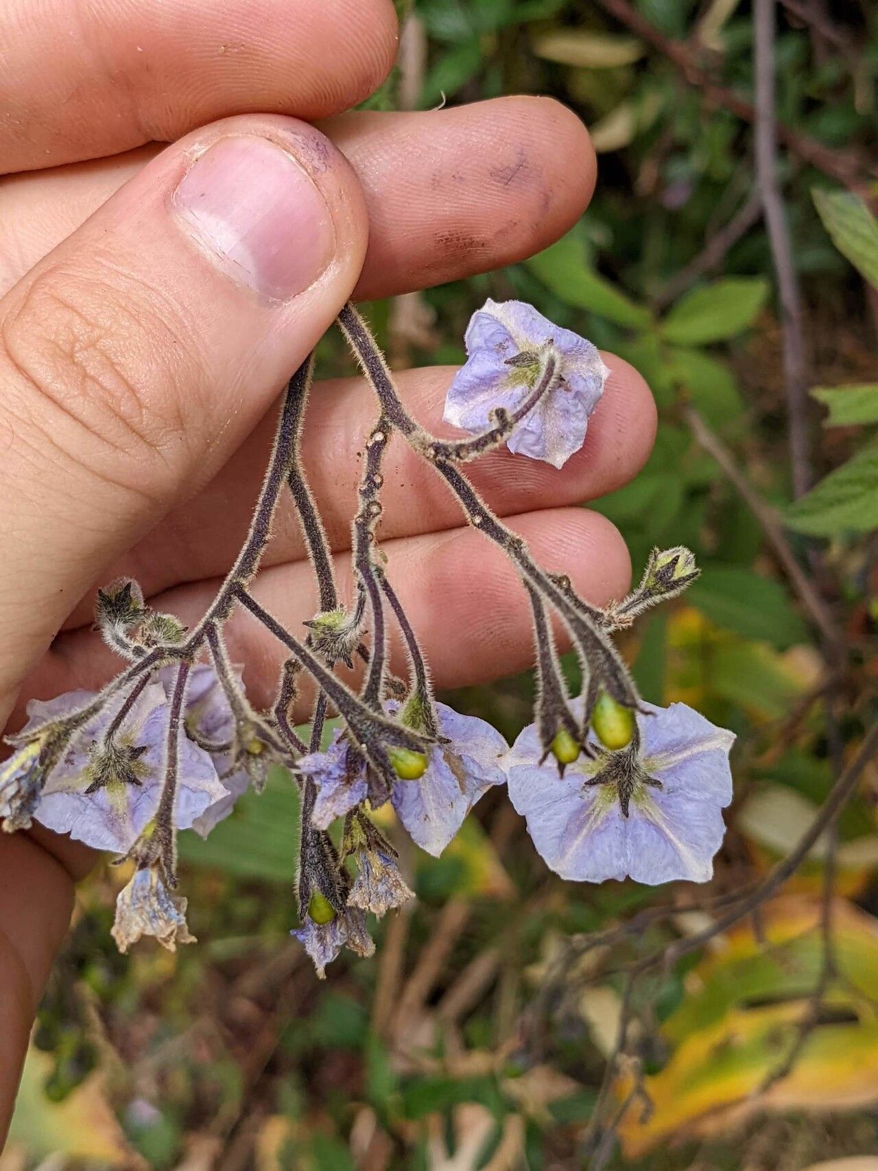 Solanum taeniotrichum flower