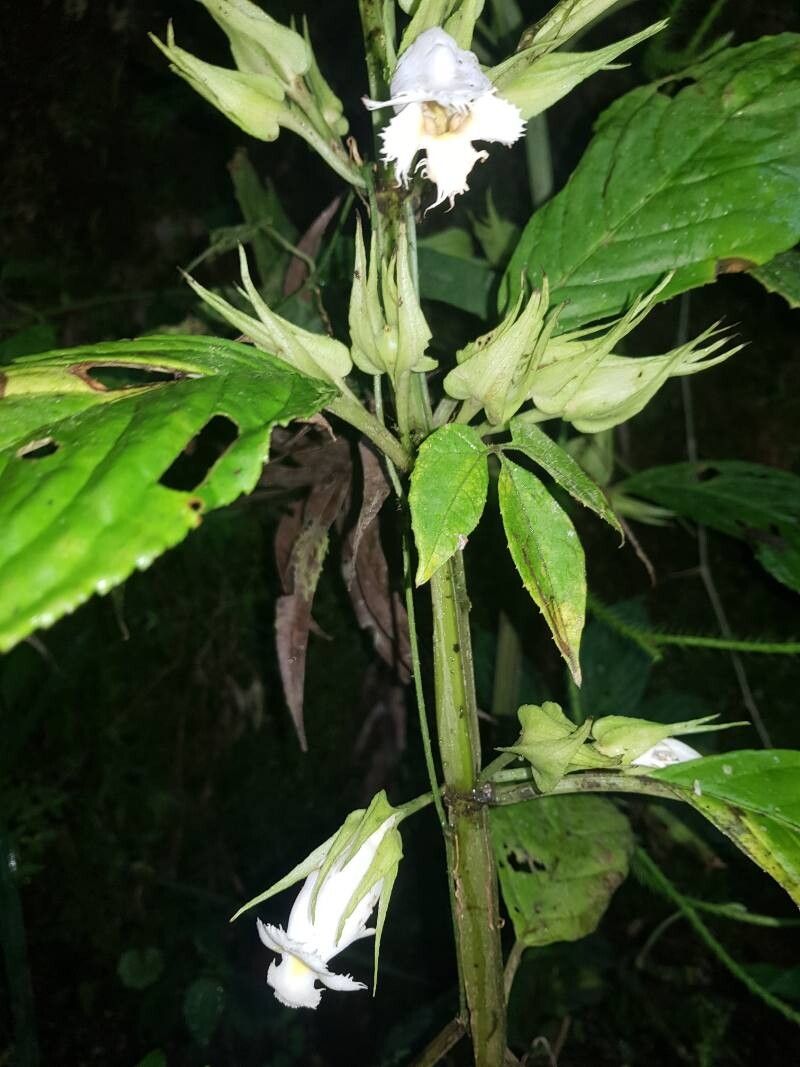 Drymonia lanceolata leaf