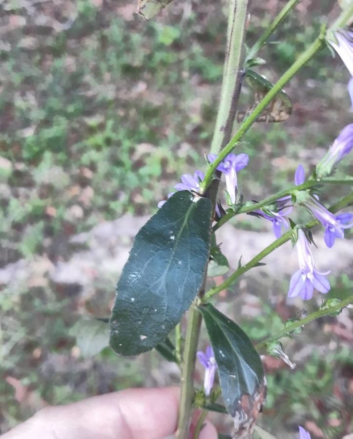 Lobelia puberula — search result for 'Lobelia'