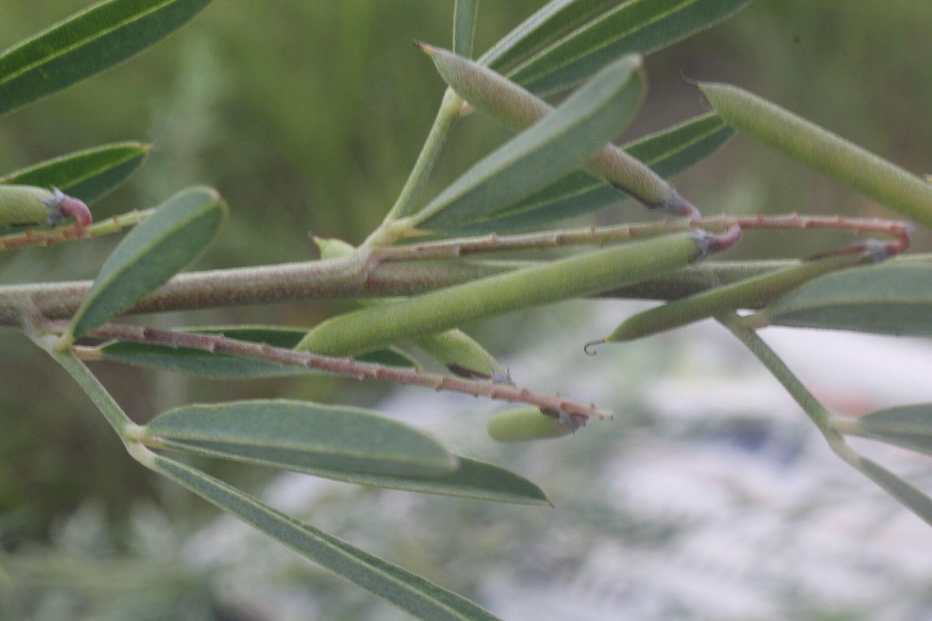 Indigofera lespedezioides fruit
