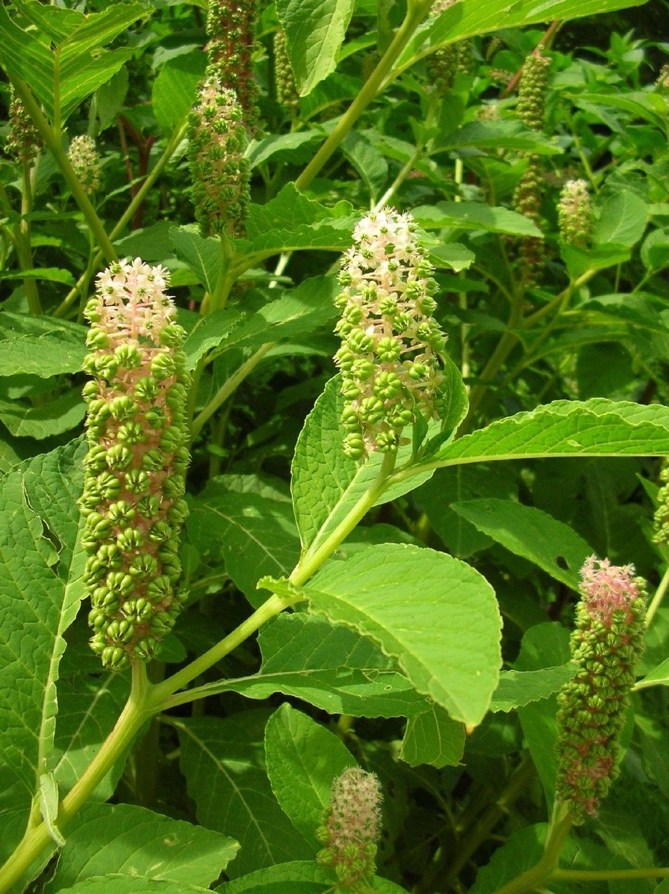 Phytolacca polyandra — houseplant care guide