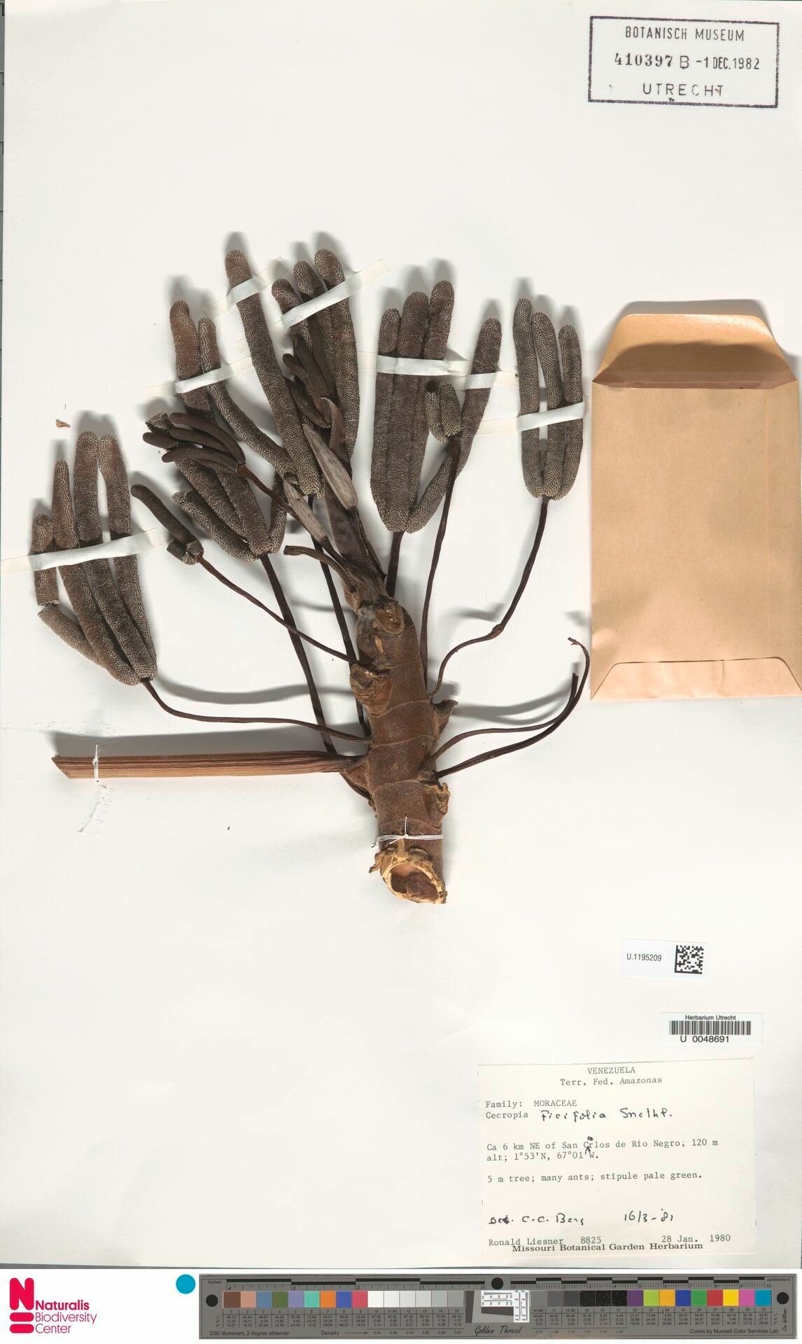 Cecropia ficifolia fruit