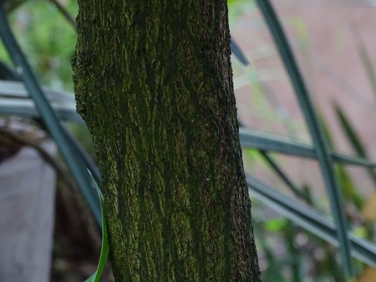 Diospyros mespiliformis bark