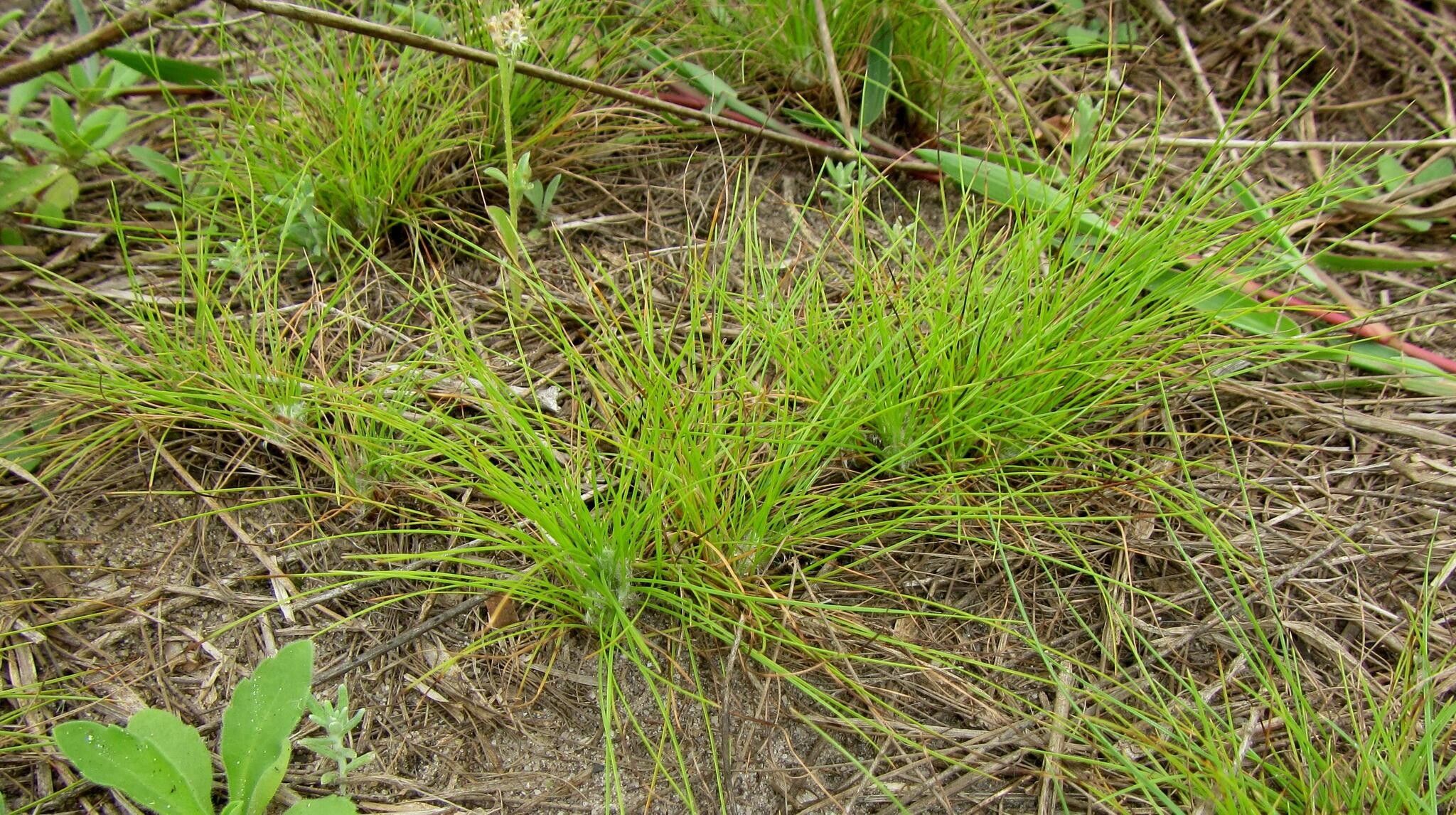 Bulbostylis contexta habit
