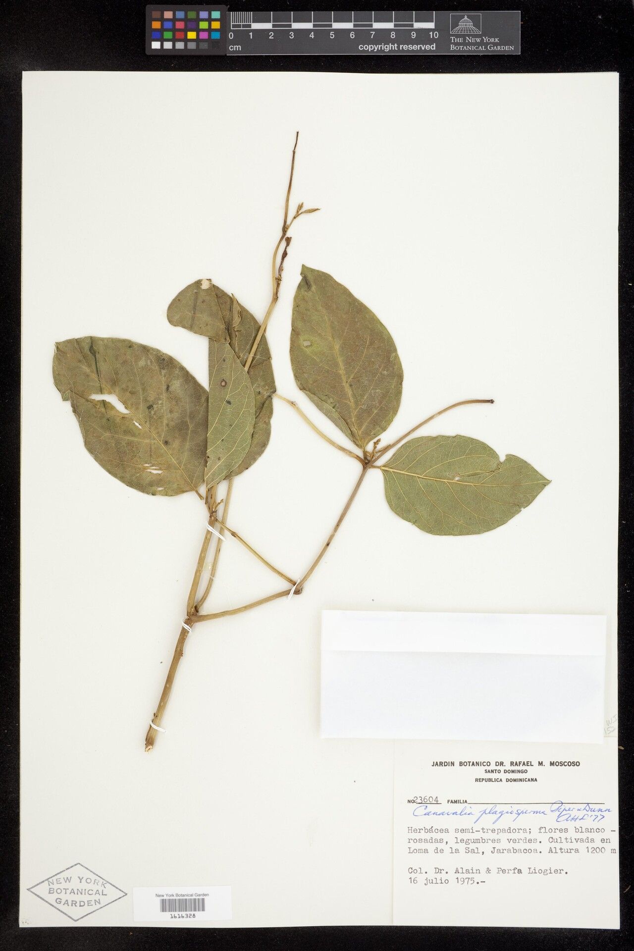 Canavalia plagiosperma — houseplant care guide