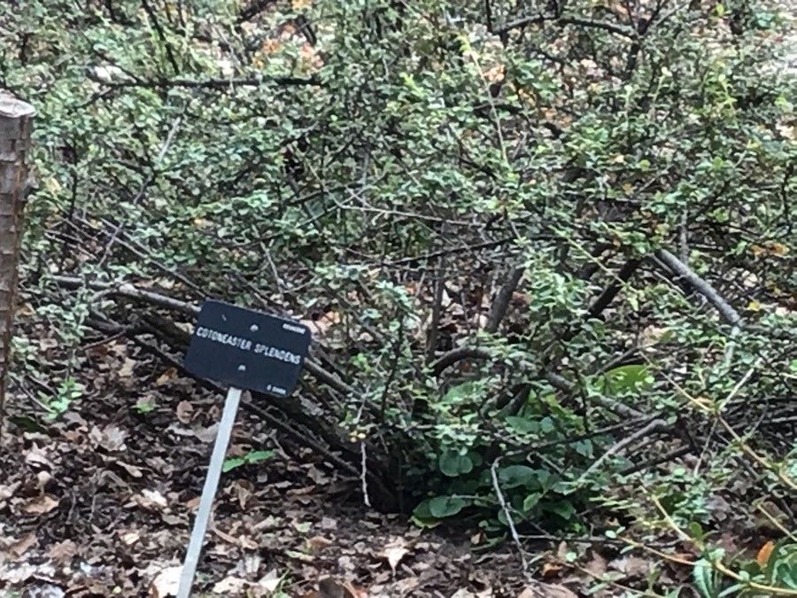 Cotoneaster splendens — houseplant care guide