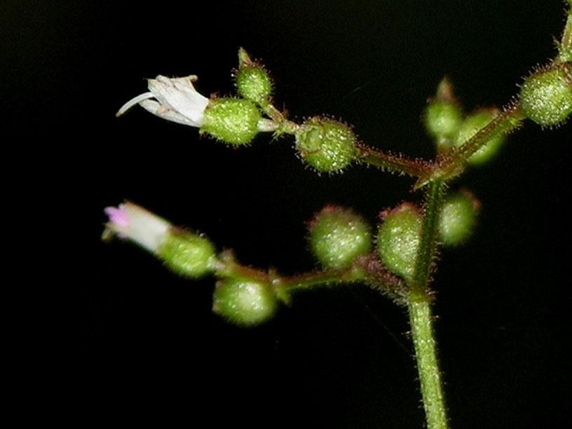 Aciotis indecora fruit