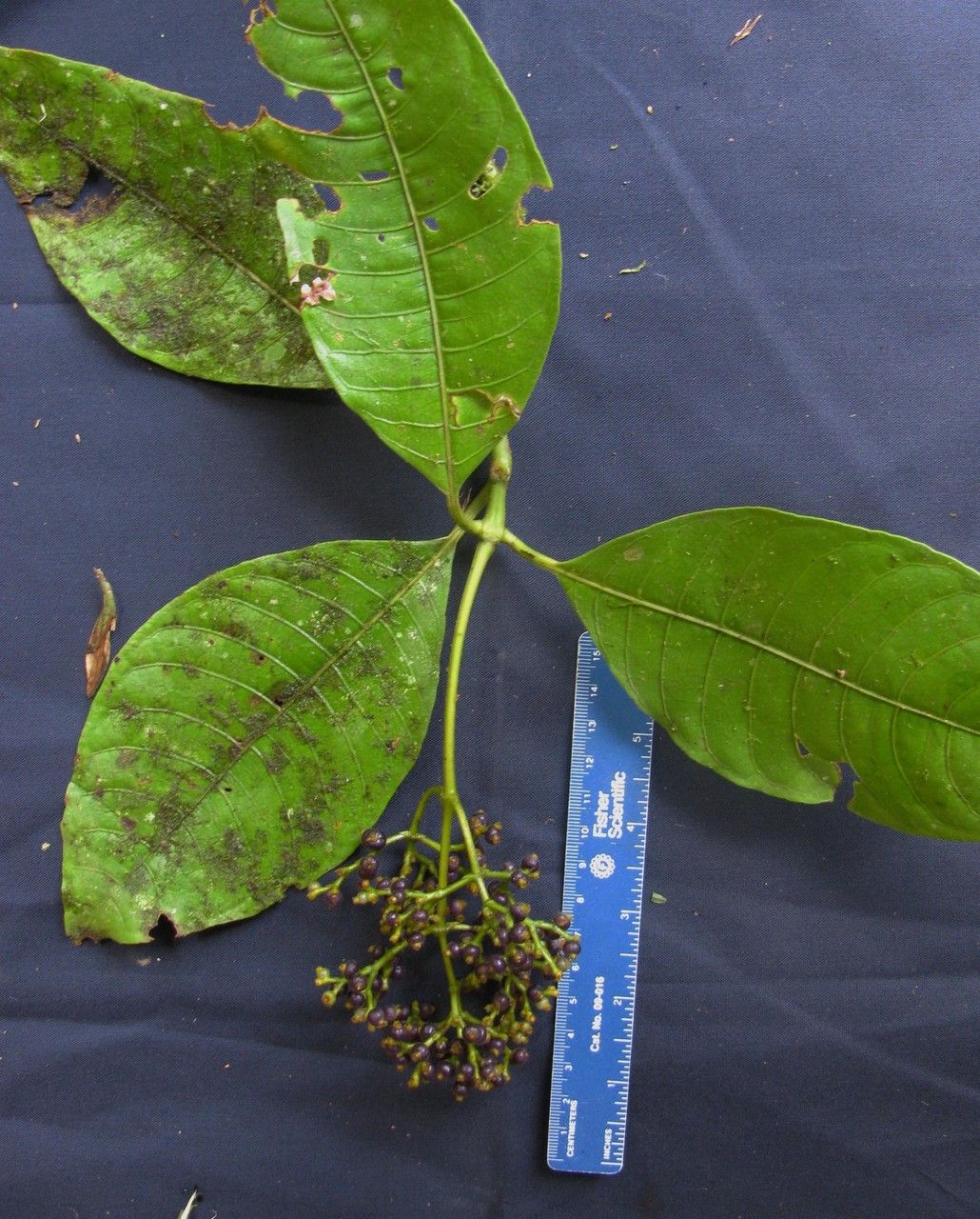 Psychotria solitudinum other