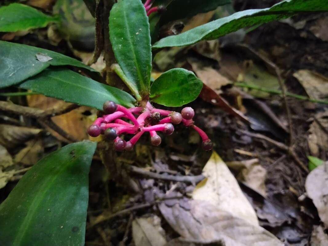Ardisia griffithii fruit