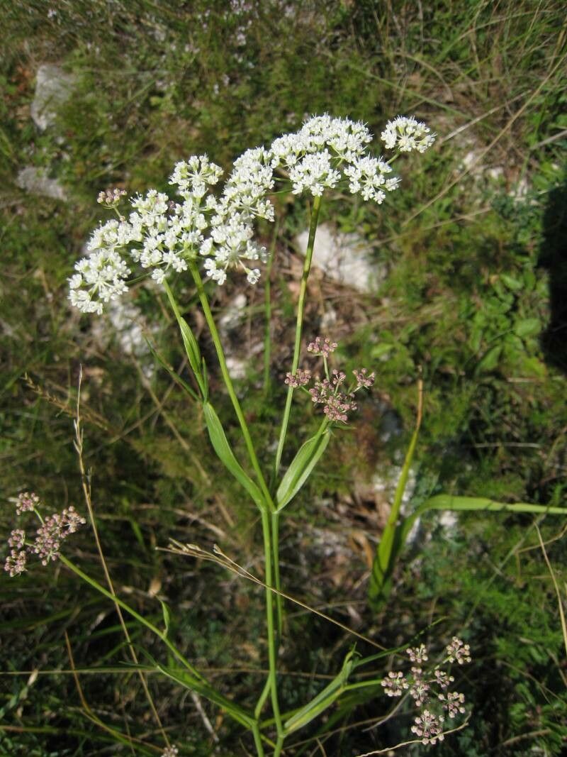 Peucedanum schottii — houseplant care guide