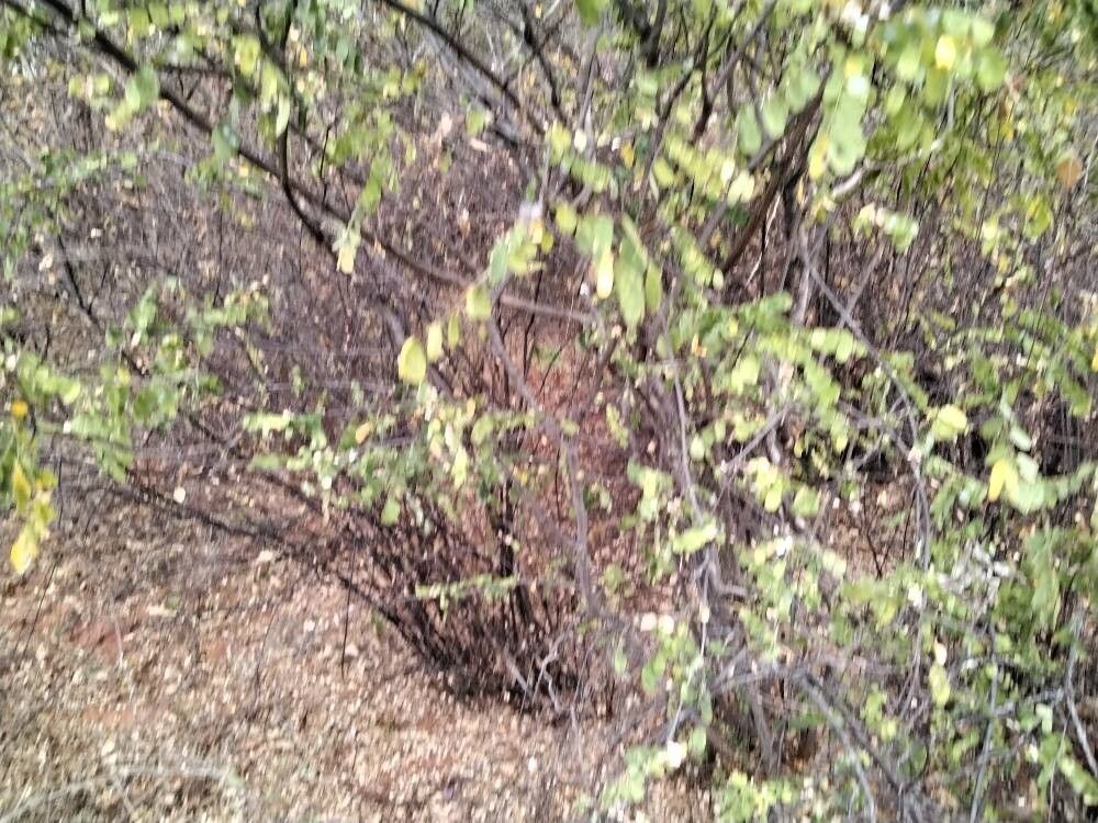 Senegalia goetzei leaf