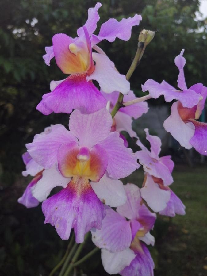 Papilionanthe spp. — related species from the same genus