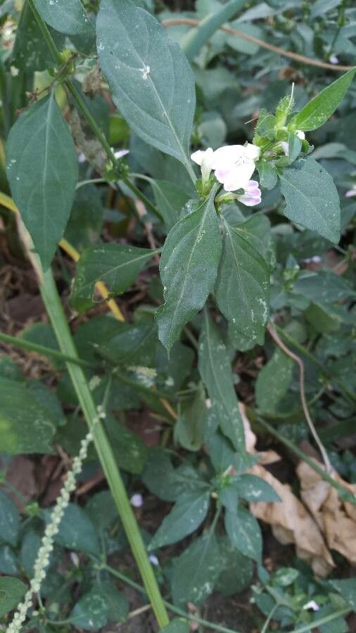 Justicia schimperi flower