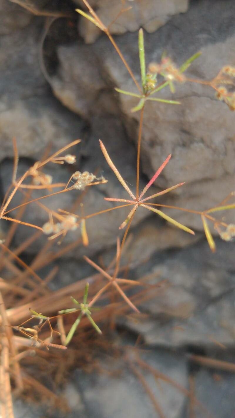 Galium setaceum — houseplant care guide