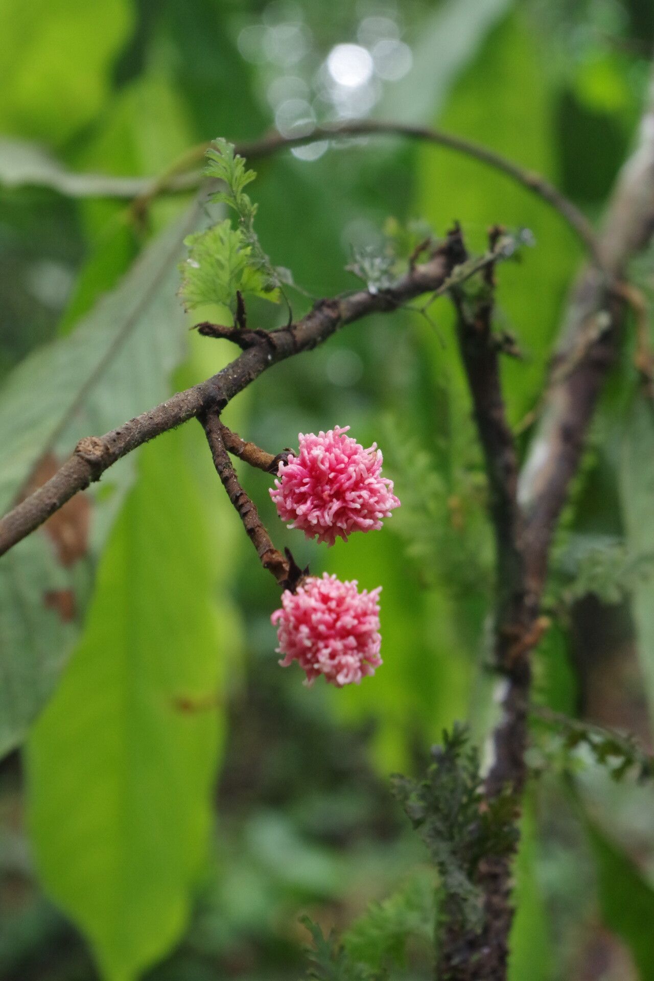 Piptostigma macrophyllum fruit