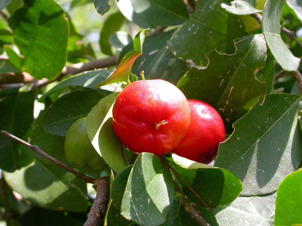 Malpighia glabra fruit