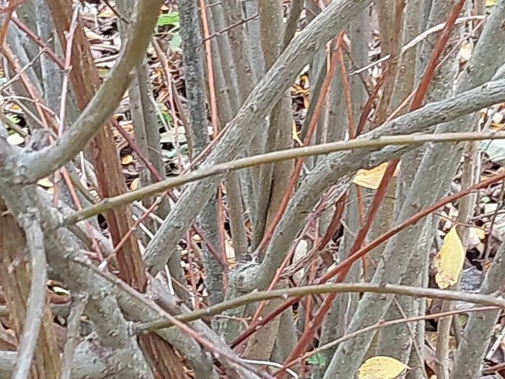 Spiraea veitchii bark