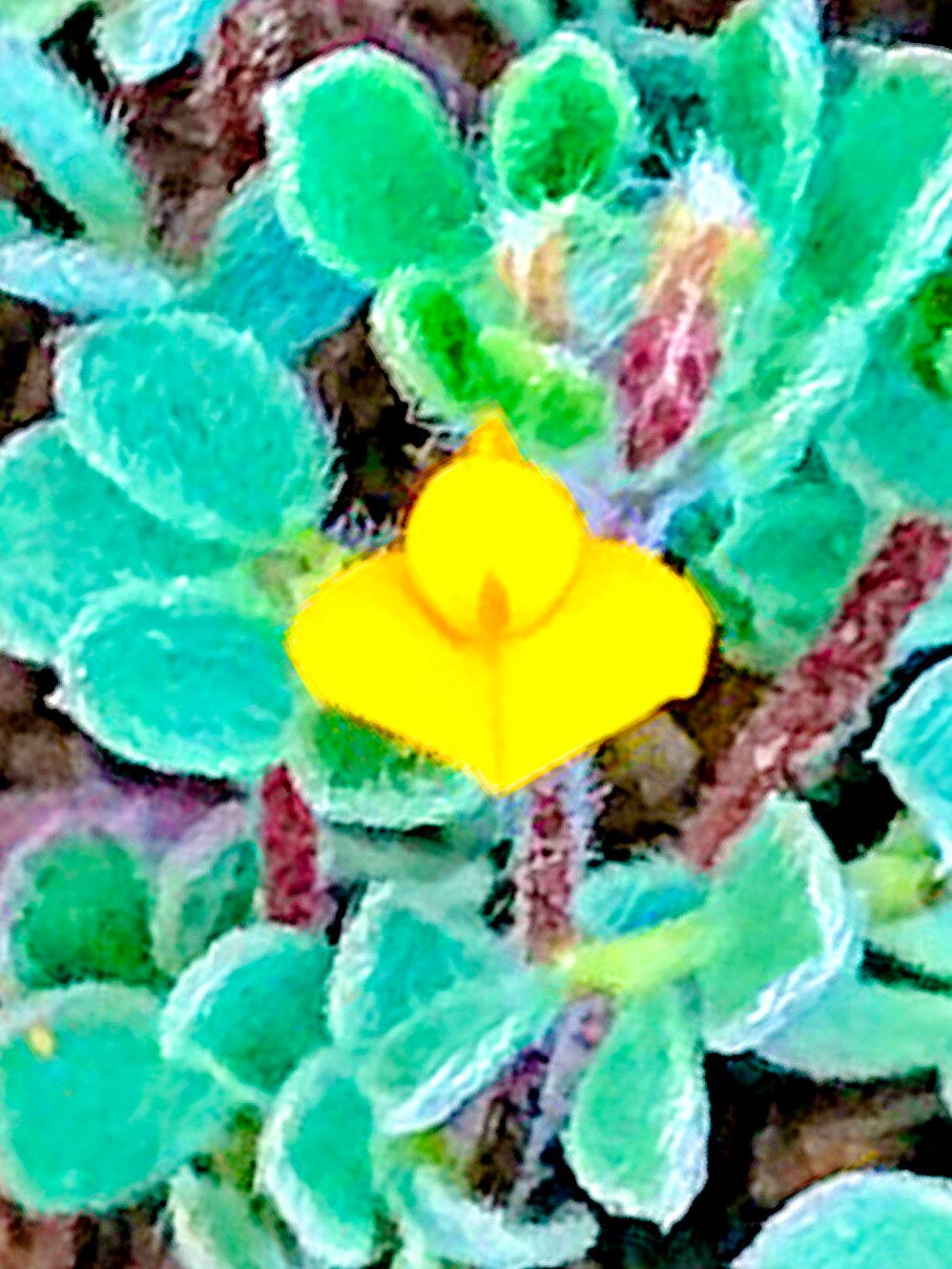 Acmispon brachycarpus — related species from the same genus