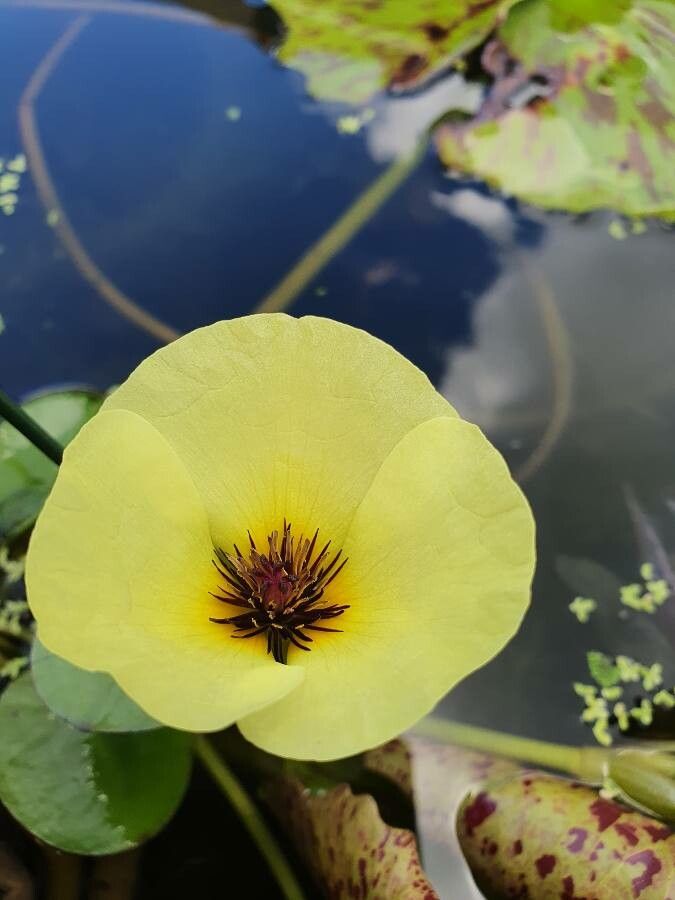 Hydrocleys nymphoides flower