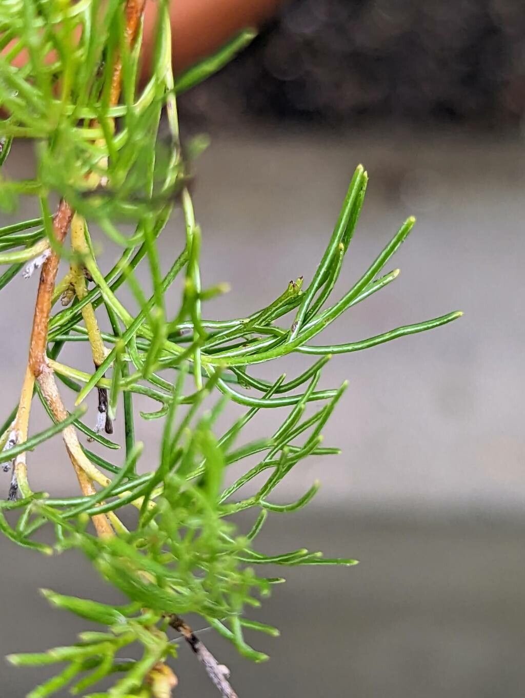 Grevillea thelemanniana — search result for 'Grevillea'