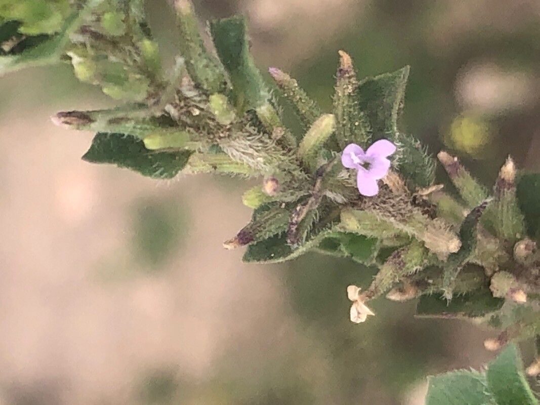 Ziziphora hispanica flower