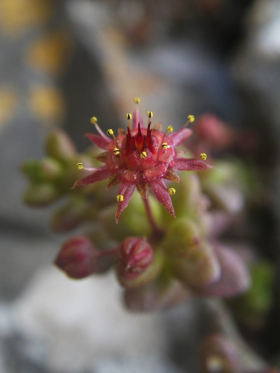 Monanthes laxiflora flower