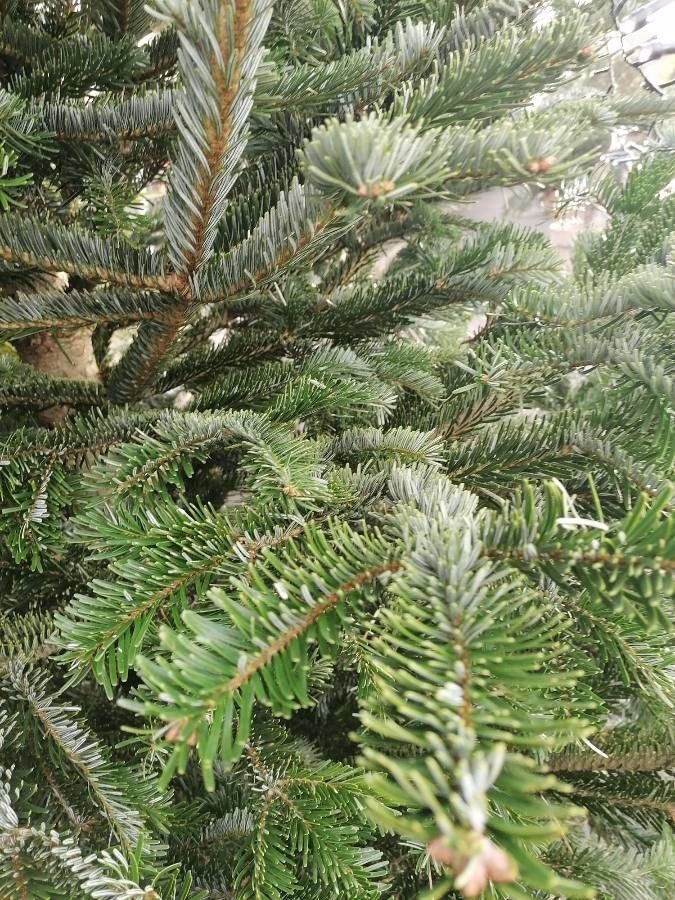 Abies nordmanniana leaf