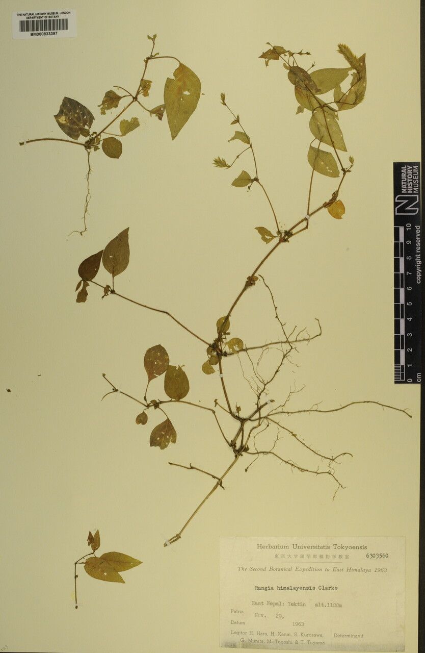 Rungia himalayensis — related species from the same genus