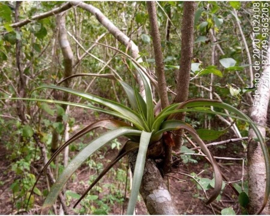 Tillandsia polystachia leaf