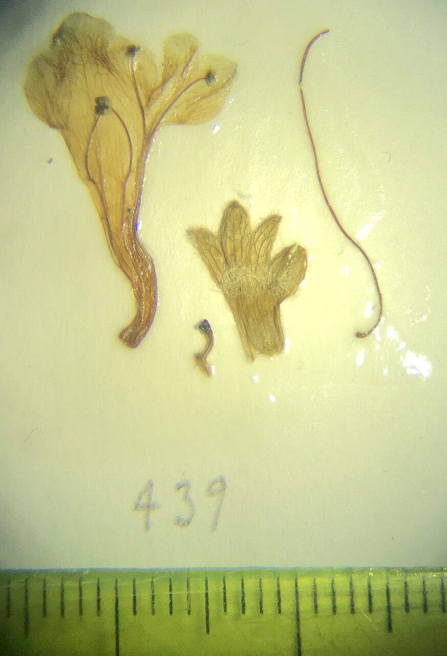 Nepeta decolorans — search result for 'Nepeta'