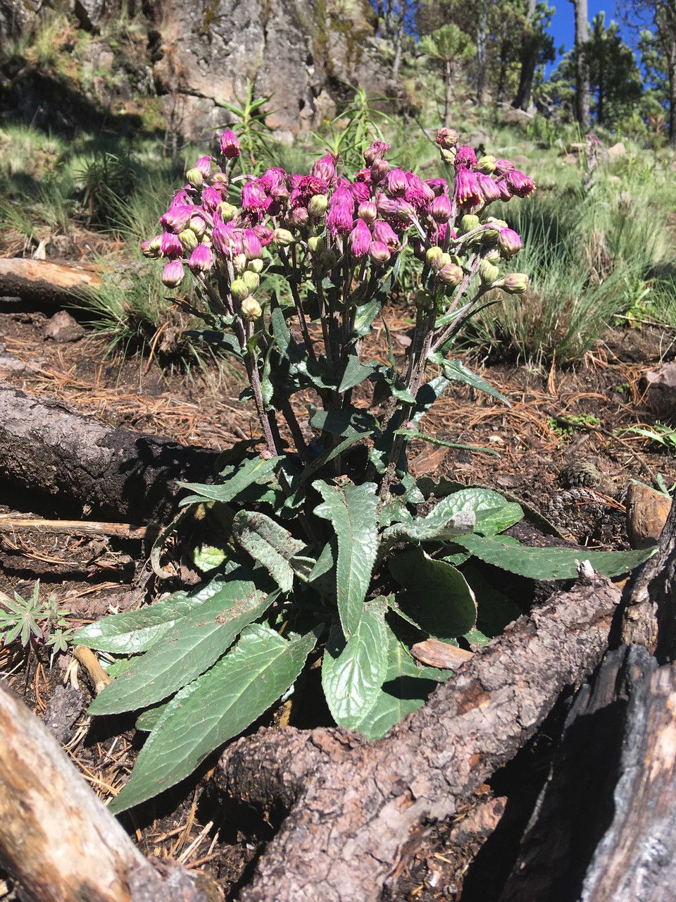 Senecio roseus — houseplant care guide