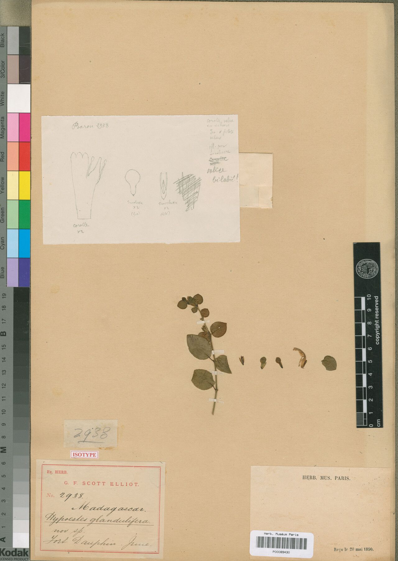 Hypoestes glandulifera — houseplant care guide