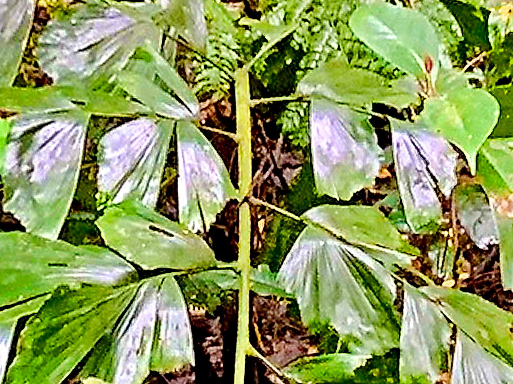 Caryota ophiopellis — search result for 'Caryota'