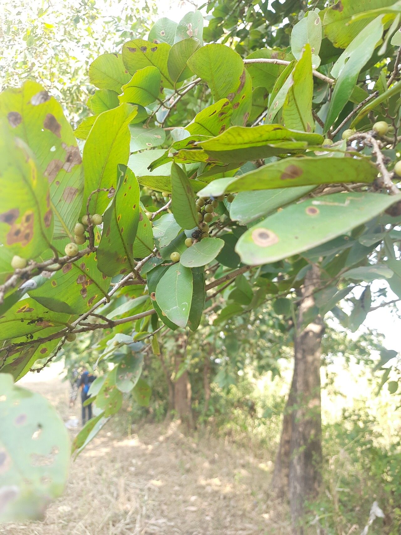 Bridelia retusa — houseplant care guide