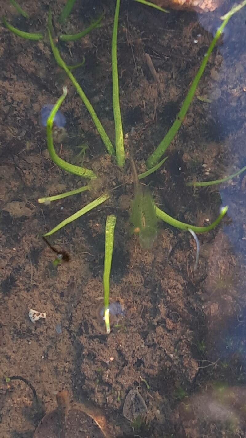 Isoetes longissima — search result for 'Isoetes'